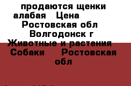 продаются щенки алабая › Цена ­ 8 000 - Ростовская обл., Волгодонск г. Животные и растения » Собаки   . Ростовская обл.